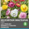 Intratuin Strohblume (Helichrysum bracteatum 'Tom Thumb') Blumensamen-Mischung