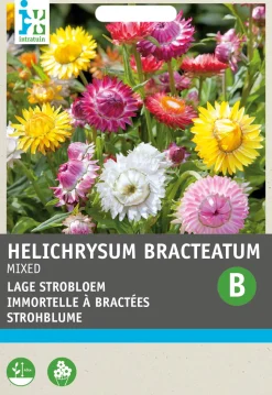 Intratuin Strohblume (Helichrysum bracteatum 'Tom Thumb') Blumensamen-Mischung