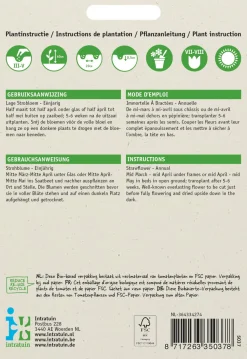 Intratuin Strohblume (Helichrysum bracteatum 'Tom Thumb') Blumensamen-Mischung