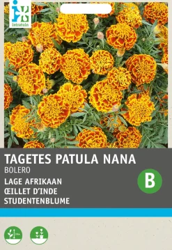Intratuin Studentenblume (Tagetes patula 'Honeycomb') Blumensamen