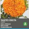 Intratuin Studentenblume orange (Tagetes patula 'Hawaii') Blumensamen