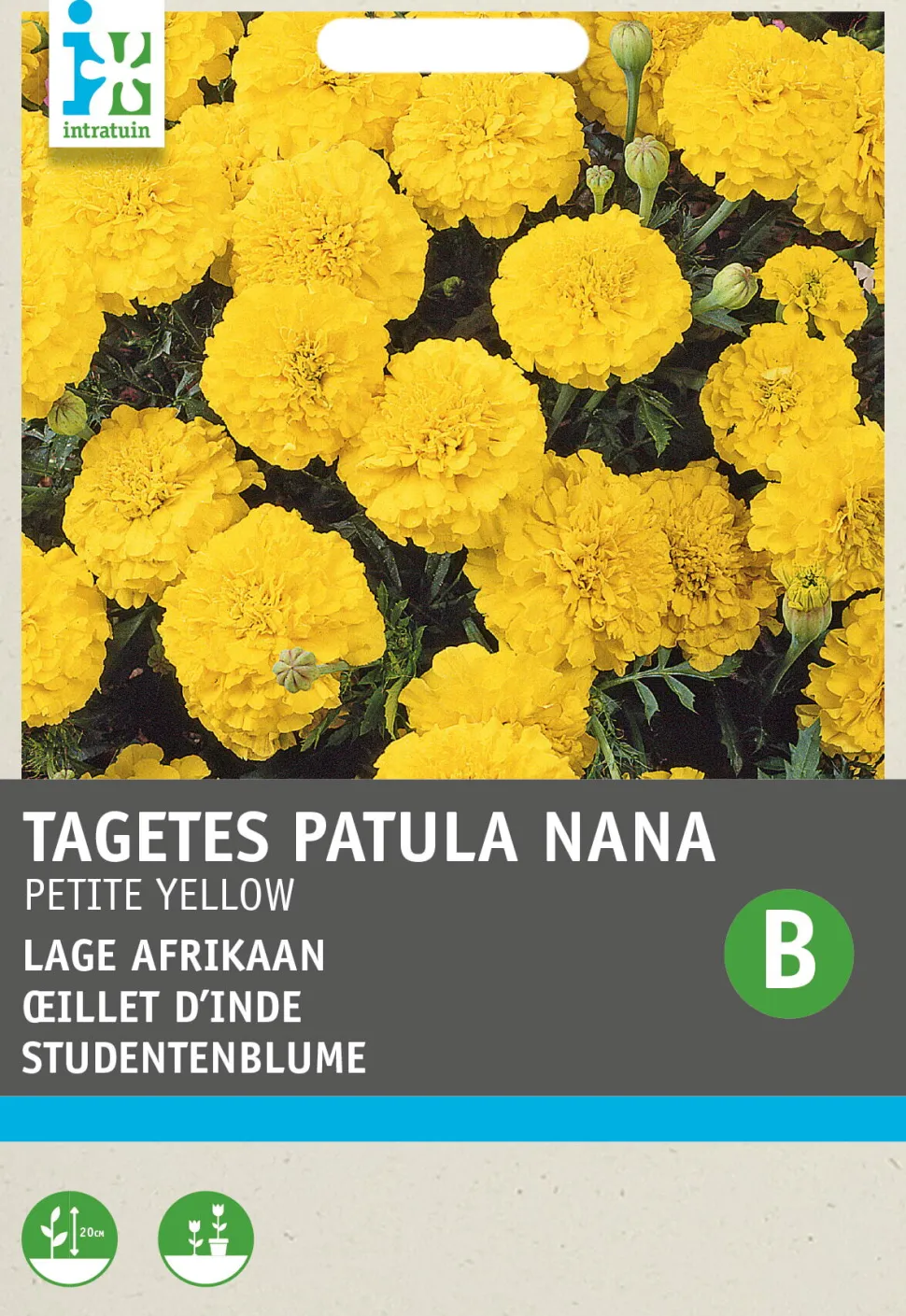 Intratuin Studentenblume gelb (Tagetes patula nana 'Petite Yellow') Blumensamen