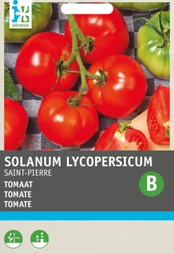 Intratuin Tomate (Solanum lycopersicum 'St. Pierre') Samen
