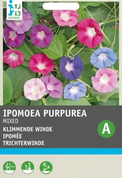 Intratuin Trichterwinde (Ipomoea purpurea) Blumensamen-Mischung
