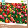 Intratuin Tulp (Tulipa 'Triumph') gemischt (BIO) Blumenzwiebeln 15 St.