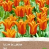Intratuin Tulpe (Tulipa 'Ballerina') (BIO) Blumenzwiebeln 6 St.