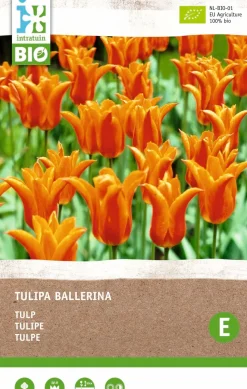 Intratuin Tulpe (Tulipa 'Ballerina') (BIO) Blumenzwiebeln 6 St.