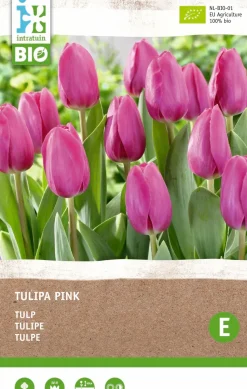 Intratuin Tulpe (Tulipa) (BIO) Blumenzwiebeln rosa 6 St.
