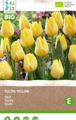 Intratuin Tulpe (Tulipa) (BIO) Blumenzwiebeln gelb 6 St.