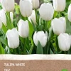 Intratuin Tulpe (Tulipa) (BIO) Blumenzwiebeln weiß 6 St.