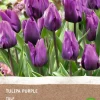 Intratuin Tulpe (Tulipa) (BIO) Blumenzwiebeln dunkelviolett 6 St.
