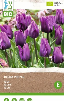 Intratuin Tulpe (Tulipa) (BIO) Blumenzwiebeln dunkelviolett 6 St.
