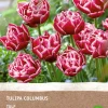 Intratuin Tulpe (Tulipa 'Columbus') (BIO) Blumenzwiebeln 6 St.