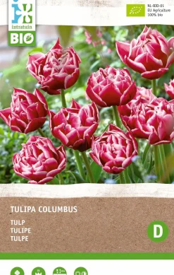 Intratuin Tulpe (Tulipa 'Columbus') (BIO) Blumenzwiebeln 6 St.
