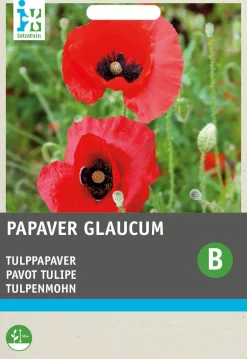 Intratuin Tulpenmohn rot mit Fleck (Papaver glaucum) Blumensamen