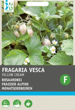 Intratuin Walderdbeere weiß (Fragaria vesca 'Yellow Cream') Samen
