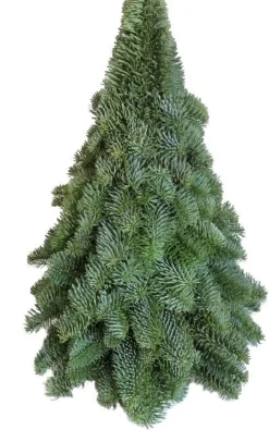 Intratuin Weihnachtsbaum aus Nobilis-Zweigen H 30 cm