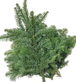 Intratuin Weihnachtsgrün 40 cm