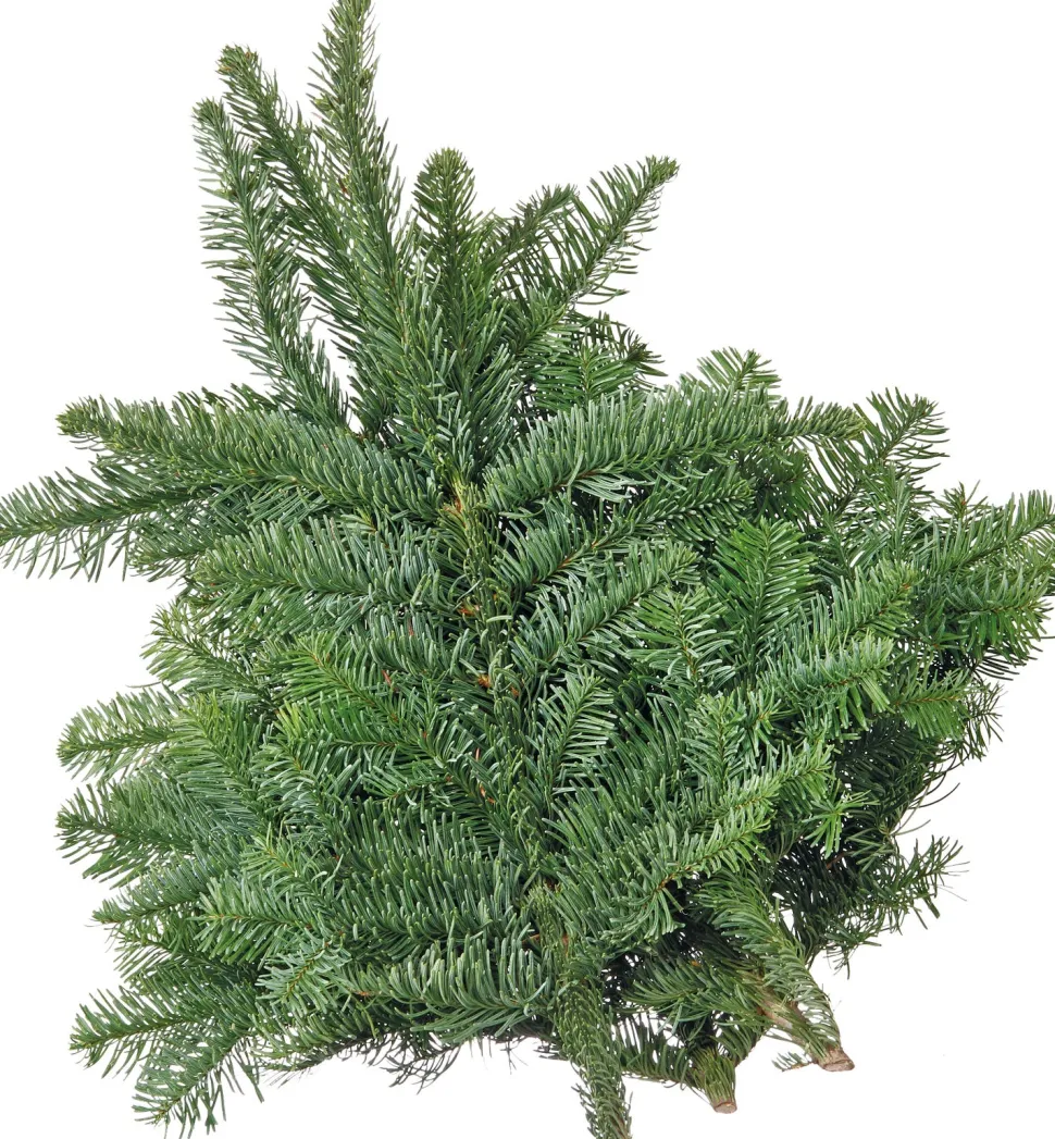 Intratuin Weihnachtsgrün 40 cm