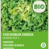 Intratuin Winterendivie (Cichorium endivia 'Eskariol Grüner') (BIO) Samen