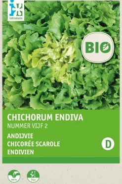 Intratuin Winterendivie (Cichorium endivia 'Eskariol Grüner') (BIO) Samen