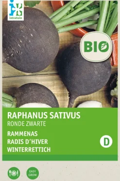 Intratuin Winterrettich (Raphanus sativus 'Ronde Zwarte') (BIO) Samen