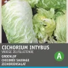 Intratuin Zichoriensalat (Cichorium intybus 'Pan Di Zucchero') Samen