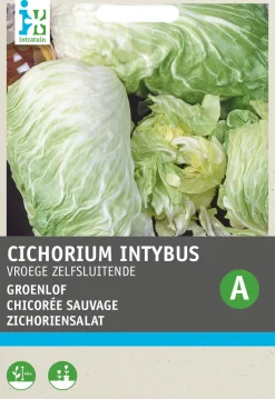 Intratuin Zichoriensalat (Cichorium intybus 'Pan Di Zucchero') Samen