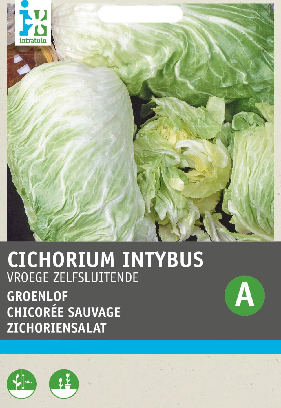 Intratuin Zichoriensalat (Cichorium intybus 'Pan Di Zucchero') Samen