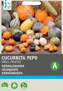 Intratuin Zierkürbis klein (Cucurbita pepo) Samen-Mischung