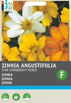 Intratuin Zinnie (Zinnia angustifolia 'Star Starbright') Blumensamen-Mischung