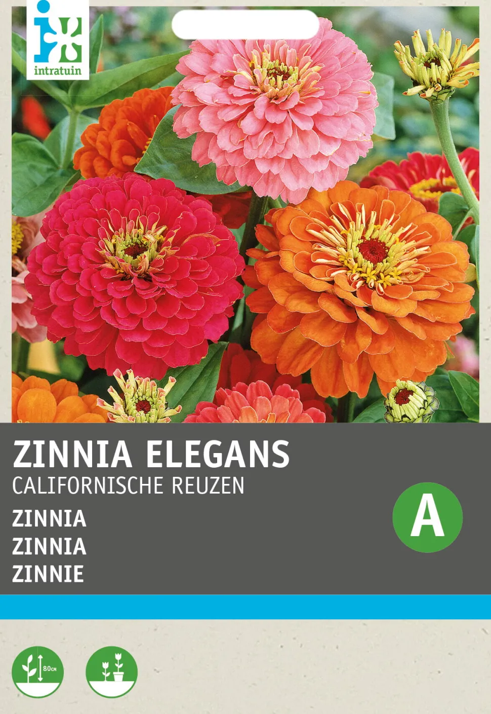 Intratuin Zinnie (Zinnia elegans 'Kalifornische Riesen') Blumensamen-Mischung