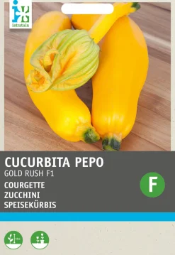 Intratuin Zucchini gelb (Cucurbita pepo 'Gold Rush') Samen