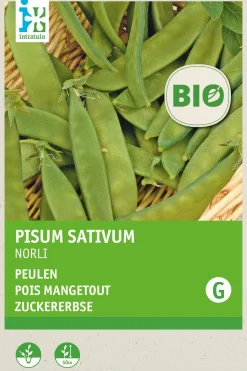Intratuin Zuckererbse (Pisum sativum 'Norli') (BIO) Samen