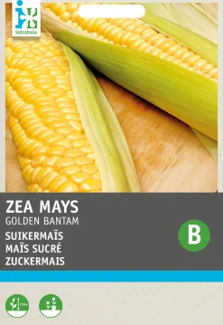 Intratuin Zuckermais (Zea mays 'Golden Bantam') Samen