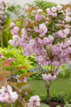 Japanische Blütenkirsche (Prunus serrulata 'Kanzan') D 30 H 200 cm