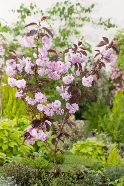 Japanische Blütenkirsche (Prunus serrulata 'Royal') D 32 H 200 cm