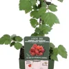 Japanische Weinbeere (Rubus phoenicolasius) H 45 cm