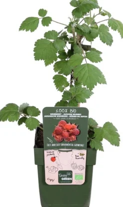 Japanische Weinbeere (Rubus phoenicolasius) H 45 cm