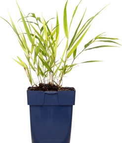 Japanisches Berggras (Hakonechloa macra) D 11 H 10 cm