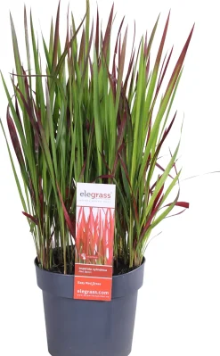 Japanisches Blutgras (Imperata cylindrica 'Red Baron') D 19 H 30 cm