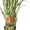 Japanisches Blutgras (Imperata cylindrica 'Red Baron') D 19 H 50 cm