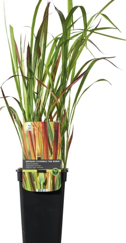 Japanisches Blutgras (Imperata cylindrica 'Red Baron') D 19 H 50 cm