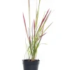 Japanisches Blutgras (Imperata cylindrica 'Red Baron') D 17 H 40 cm