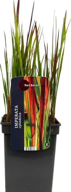 Japanisches Blutgras (Imperata cylindrica 'Red Baron') D 23 H 40 cm