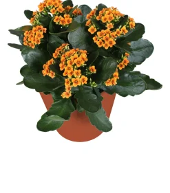 Kalanchoe (Kalanchoë blossfeldiana 'Red') D 15 H 26 cm