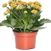 Kalanchoe (Kalanchoe 'Queen') orange D 14 H 26 cm