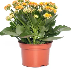 Kalanchoe (Kalanchoe 'Queen') orange D 14 H 26 cm