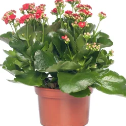 Kalanchoe (Kalanchoe 'Queen') rot D 14 H 26 cm