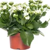Kalanchoe (Kalanchoe 'Queen') weiß D 14 H 26 cm